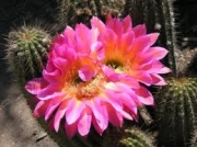 Ехинопсис червенорозов (Echinopsis ilary)