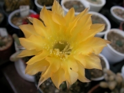 Ехинопсис жълт (Echinopsis)