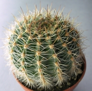 Ехинопсис (Echinopsis)