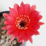 Ехинопсис (Echinopsis)