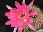 Ехинопсис (Echinopsis frankii)