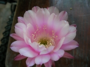 Ехинопсис (Echinopsis hybrid)