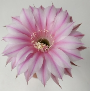 Ехинопсис (Echinopsis hybrid)