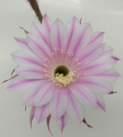 Ехинопсис (Echinopsis hybrid)