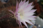 Ехинопсис (Echinopsis Multiplex)