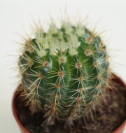 Ехинопсис (Echinopsis sp.)