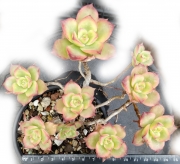 Еониум (Aeonium decorum variegata, Aeonium kiwionium)