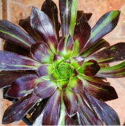 Еониум (Aeonium Halloween)