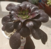 Еониум (AEONIUM velour)