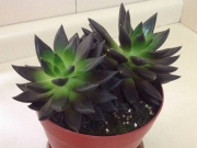 Eшеверия афинис (Echeveria affinis)