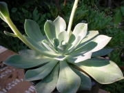 Ешеверия (Echeveria)