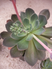 Ешеверия (Echeveria)