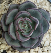 Ешеверия (Echeveria Moranii)