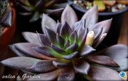 Ешеверия (Echeveria affinis Black Knight)