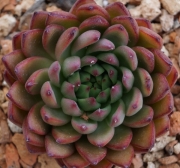 Ешеверия (Echeveria agavoides Eve Night)