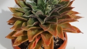 Ешеверия (Echeveria agavoides rubella)