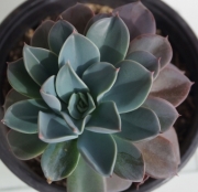 Ешеверия (Echeveria blue prince)