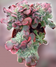 Ешеверия (Echeveria Bryan Rose Crested Echeveria Briar Rose crest)