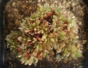 Ешеверия (Echeveria Candy cristata)