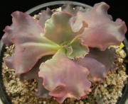 Ешеверия (Echeveria Candy Wright)