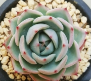 Ешеверия (Echeveria chihuahuaensis Ruby Blush)