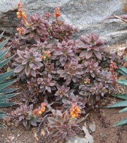 Ешеверия (ECHEVERIA COMPRESSICAULIS)