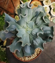 Ешеверия (Echeveria culibra)