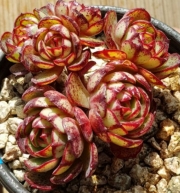 Ешеверия (Echeveria cv. Elsha エケベリア エルシャ)