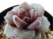 Ешеверия (Echeveria cv. German Champagne, エケベリア ドイツシャンペン)