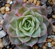 Ешеверия (Echeveria cv. Onslow)
