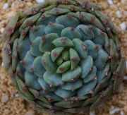 Ешеверия (Echeveria Dondo)