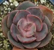 Ешеверия (Echeveria dusty rose)