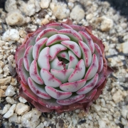 Ешеверия (Echeveria ensino)