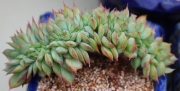 Ешеверия (Echeveria Esther 묵은 문가드니스 철화)