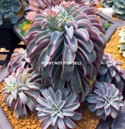 Ешеверия (Echeveria fantastic fountain)