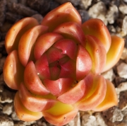 Ешеверия (Echeveria Gilva Red)