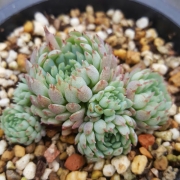 Ешеверия (Echeveria globulosa)