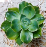 Ешеверия (Echeveria Harry Watson ハリーワトソン錦)