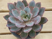Ешеверия (Echeveria Hera 赫拉)