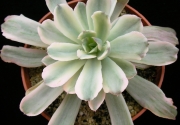 Ешеверия (Echeveria hoveyi variegata)