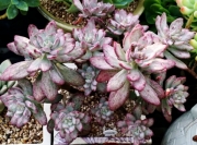 Ешеверия (Echeveria hummels Minibelle Mini Belle variegated)