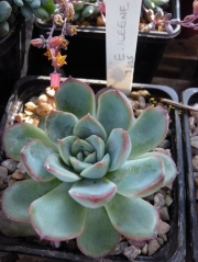 Ешеверия (ECHEVERIA ILEENE)