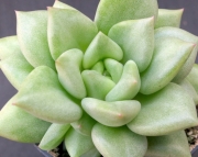 Ешеверия (Echeveria JC Van Keppel)