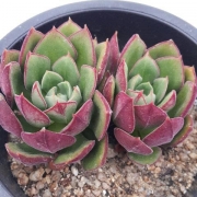Ешеверия (Echeveria Joan Daniel)