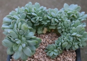 Ешеверия (Echeveria Lemon and Lime cristata, 레몬앤라임철화)