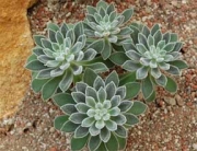Ешеверия (Echeveria setosa, Echeveria harmsi, Echeveria cv. Doris Taylor)