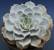 Ешеверия (Echeveria lilacina)