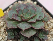 Ешеверия (Echeveria longissima)
