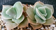 Ешеверия (Echeveria Lovely Rose, 러블리로즈)
