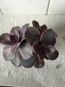 Ешеверия (Echeveria Metallica Purple Pflanze)
